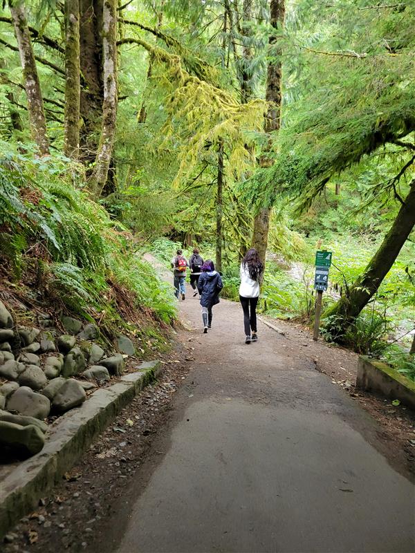 Exploring a temperate rainforest